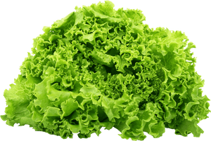 Clip Art Lettuce Png - Food Chain Of A Hedgehog, Transparent Png PNG image with transparent background