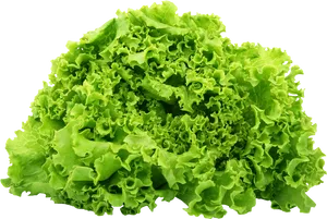 Fresh Green Lettuce Isolated PNG Image