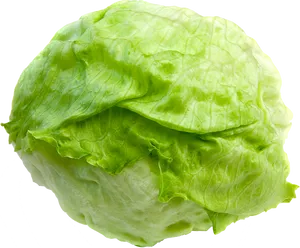 Fresh Green Lettuce Isolated.png PNG Image