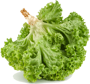 Romaine Lettuce , Png Download - Iceburg Lettuce, Transparent Png PNG image with transparent background