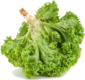 Fresh Green Lettuce Isolated.png PNG Image