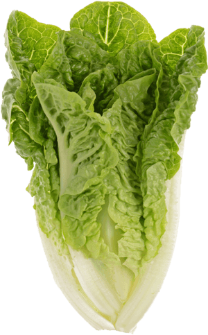Romaine Lettuce, HD Png Download PNG image with transparent background