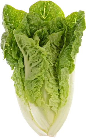 Fresh Green Lettuce Isolated PNG Image