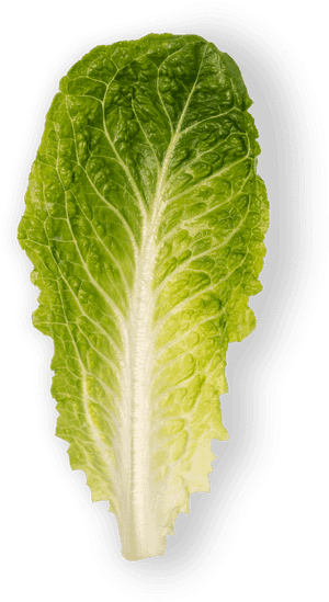 Romaine Lettuce Leaf, HD Png Download PNG image with transparent background