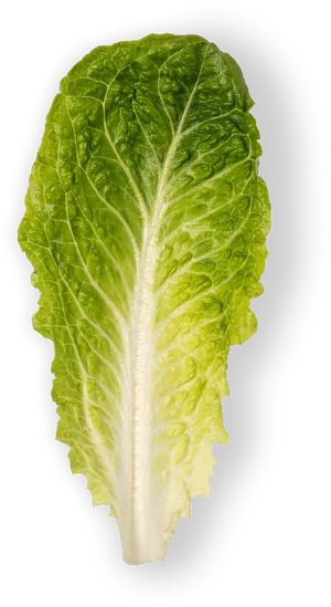 Fresh Green Lettuce Leaf PNG Image