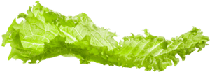 Lettuce Png, Transparent Png PNG image with transparent background