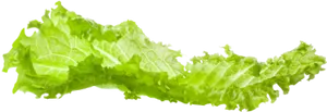 Fresh Green Lettuce Leaf PNG Image