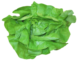 Fresh Green Lettuce Leafy Vegetable PNG image with transparent background