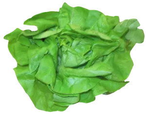 Fresh Green Lettuce Leafy Vegetable PNG Image