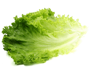 Clip Art Lettuce Png - Lettuces Png, Transparent Png PNG image with transparent background