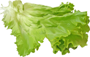 Salad Leaf On A Transparent Background - Transparent Background Lettuce Png, Png Download PNG image with transparent background