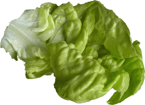 Lettuce, HD Png Download PNG image with transparent background