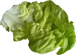 Fresh Green Lettuce Leaves PNG Image