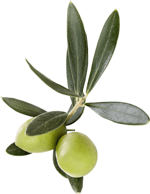 Olive-family - Transparent Olive Leaf Png, Png Download PNG with transparent background
