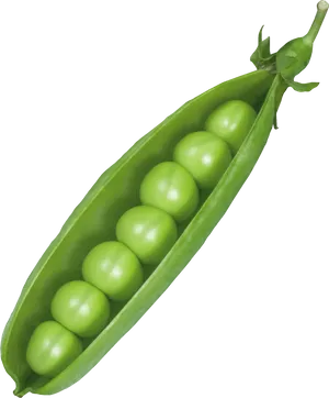 Fresh Green Pea Pod PNG Image