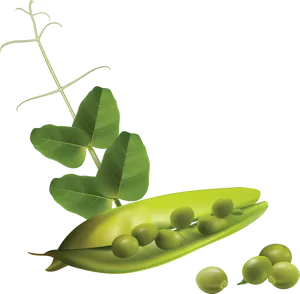 Fresh Green Pea Pod Illustration PNG Image