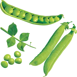 Fresh Green Peas Illustration PNG Image