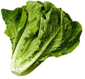 Wrap Iceberg Lettuce Lettuce Sandwich Romaine Lettuce - Head Of Romaine Lettuce, HD Png Download PNG image with transparent background