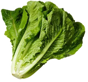 Fresh Green Romaine Lettuce PNG Image