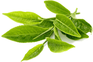 Download Green Tea Transparent Png - Green Tea Leaf Png, Png Download PNG with transparent background