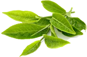 Fresh Green Tea Leaves Transparent Background PNG Image