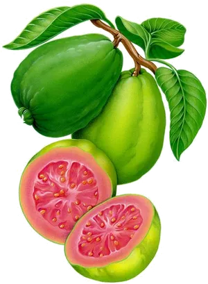 Fresh Guava Fruit Illustration PNG Image