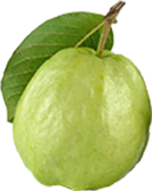 Fresh Guavawith Leaf PNG Image