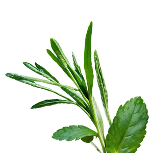 Fresh Herb Png 06272024 PNG Image