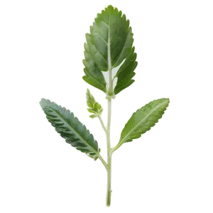 Fresh Herb Png Dgd5 PNG Image