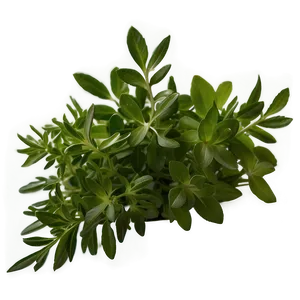 Fresh Herb Png Xyi65 PNG Image