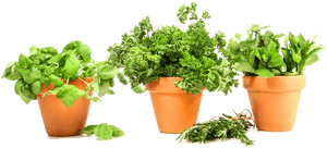 Fresh Herbsin Terra Cotta Pots PNG