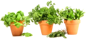 Fresh Herbsin Terra Cotta Pots PNG Image