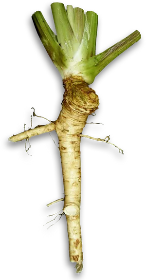 Fresh Horseradish Root PNG Image