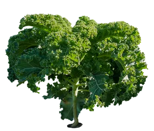 Fresh Kale Isolatedon Black Background PNG Image