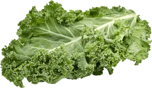 Fresh Kale Leaf Isolated PNG Image