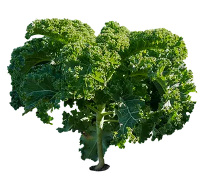 Fresh Kale Planton Black Background PNG Image