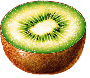 Kiwi Png Image - Kiwi Cut In Half, Transparent Png PNG with transparent background
