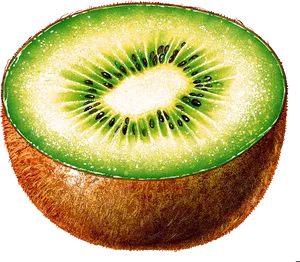 Fresh Kiwi Fruit Half Cut PNG Image