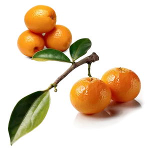 Fresh Kumquat Png 68 PNG Image