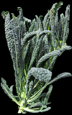 Fresh Lacinato Kale Bunch PNG image with transparent background