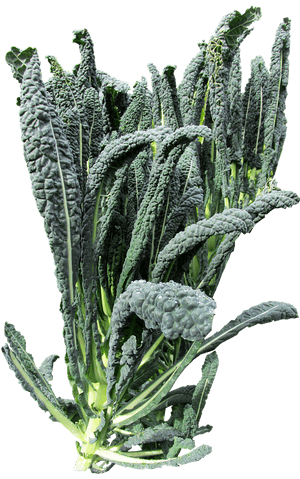 Fresh Lacinato Kale Isolated PNG image with transparent background