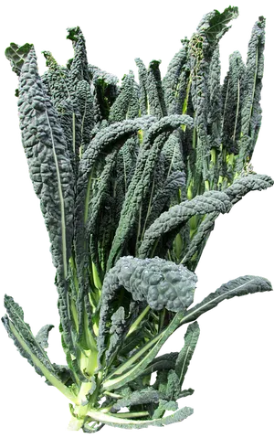 Fresh Lacinato Kale Isolated.png PNG Image