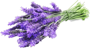 Fresh Lavender Bouquet PNG image with transparent background