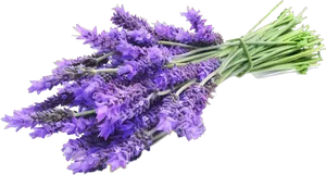 Fresh Lavender Bouquet PNG Image