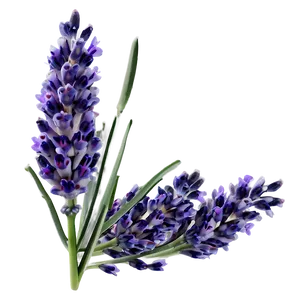 Fresh Lavender Bunch Png 81 PNG Image