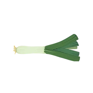 Fresh Leek Illustration PNG Image