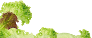 Photos Romaine Lettuce- - Romaine Lettuce, HD Png Download PNG image with transparent background