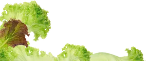 Fresh Lettuce Leaves Transparent Background PNG Image