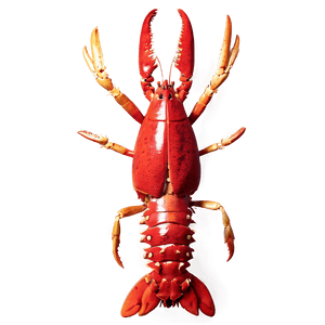 Fresh Lobster PNG irc99 PNG image with transparent background