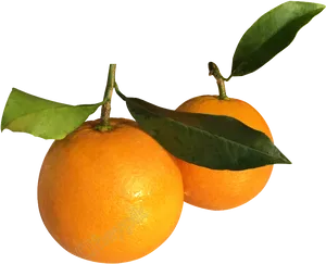 Fresh Mandarin Oranges With Leaves PNG Image